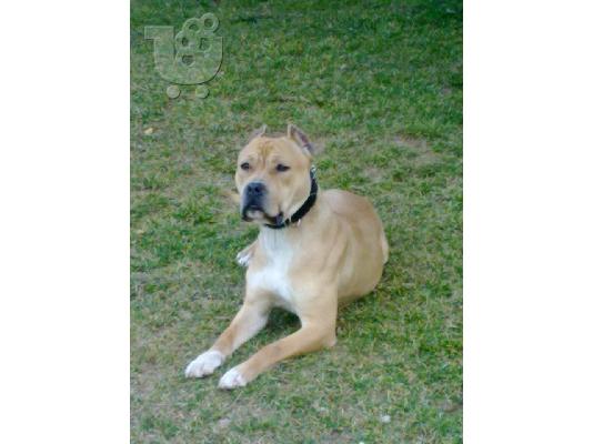 PoulaTo: pitbull